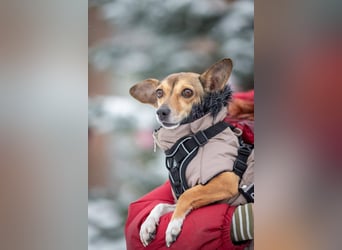 Kleine Maus LANA ist ein Schatz für jeden Besitzer