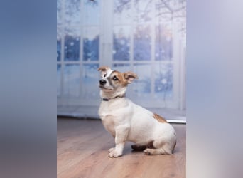 Umsichtiger REX bleibt gerne bei Menschen