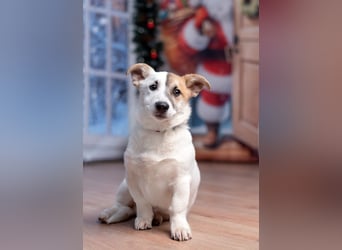 Umsichtiger REX bleibt gerne bei Menschen