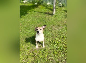 Freundlicher Tito sucht seine Familie