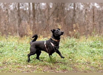 Kleiner LOKI wird ein treuer Partner-Hund