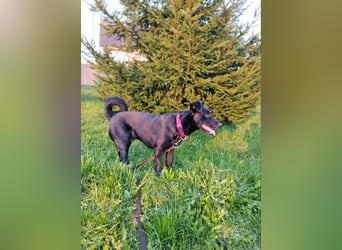 Kleiner LOKI wird ein treuer Partner-Hund