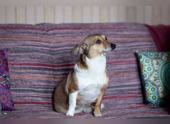 Kleine Maus LANA ist ein Schatz für jeden Besitzer