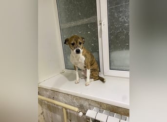 Freundlicher Tito sucht seine Familie