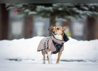 Kleine Maus LANA ist ein Schatz für jeden Besitzer