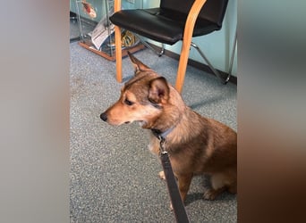 Süße NIUSCHA sucht eine nette Familie