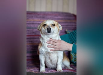 Lustige PEPPA sucht eine aktive Familie