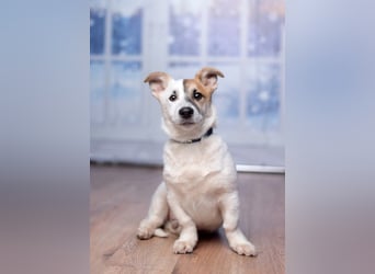 Umsichtiger REX bleibt gerne bei Menschen