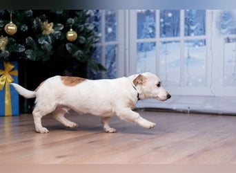 Umsichtiger REX bleibt gerne bei Menschen