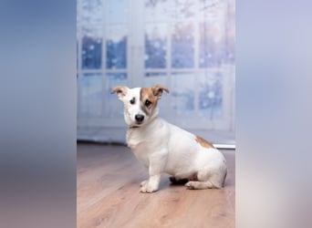 Umsichtiger REX bleibt gerne bei Menschen