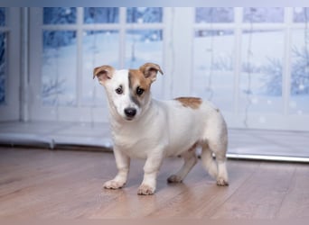 Umsichtiger REX bleibt gerne bei Menschen