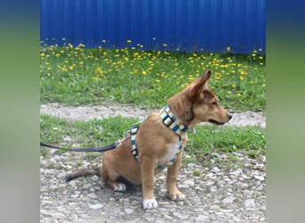 Süße NIUSCHA sucht eine nette Familie