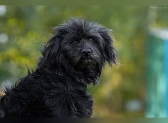 Genni sucht ihre Familie!