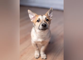 Ruhige CAMI hofft auf eine eigene Familie