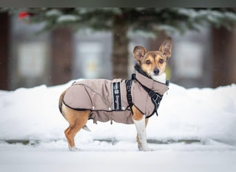 Kleine Maus LANA ist ein Schatz für jeden Besitzer