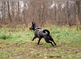 Kleiner LOKI wird ein treuer Partner-Hund
