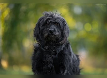 Genni sucht ihre Familie!