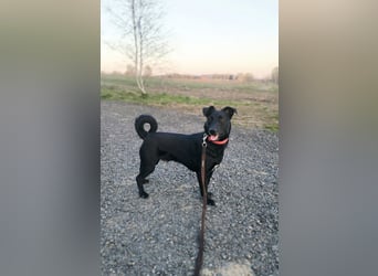 Kleiner LOKI wird ein treuer Partner-Hund