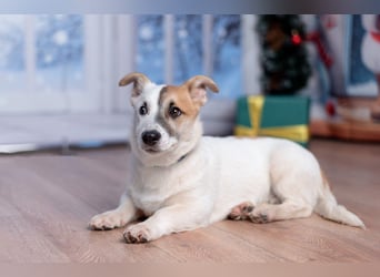 Umsichtiger REX bleibt gerne bei Menschen