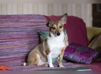 Kleine Maus LANA ist ein Schatz für jeden Besitzer