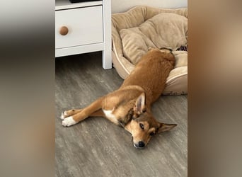 Süße NIUSCHA sucht eine nette Familie