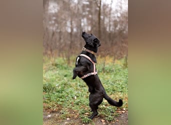Kleiner LOKI wird ein treuer Partner-Hund