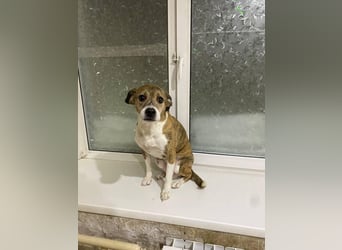 Freundlicher Tito sucht seine Familie