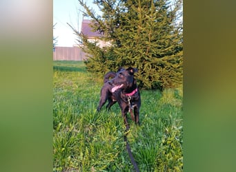 Kleiner LOKI wird ein treuer Partner-Hund