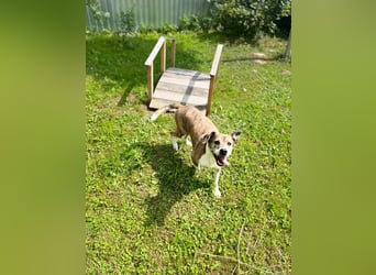 Freundlicher Tito sucht seine Familie