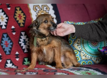Vorsichtige ROKSY sucht ein ruhiges Zuhause