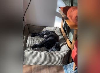 Tolle kluge Lea wartet auf Sie!