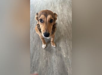 Süße NIUSCHA sucht eine nette Familie