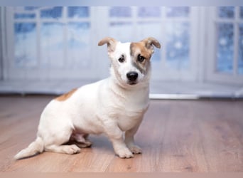 Umsichtiger REX bleibt gerne bei Menschen