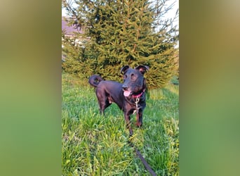 Kleiner LOKI wird ein treuer Partner-Hund