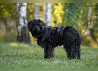 Genni sucht ihre Familie!