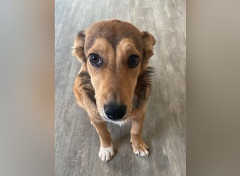 Süße NIUSCHA sucht eine nette Familie