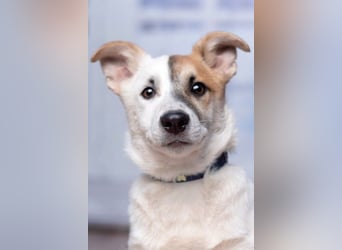 Umsichtiger REX bleibt gerne bei Menschen