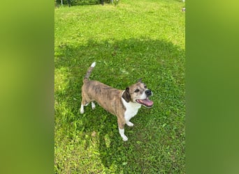 Freundlicher Tito sucht seine Familie
