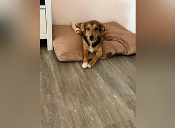 Süße NIUSCHA sucht eine nette Familie