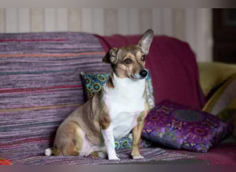 Kleine Maus LANA ist ein Schatz für jeden Besitzer