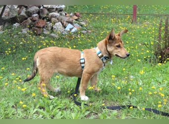 Süße NIUSCHA sucht eine nette Familie