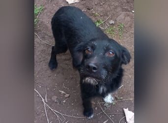 Lina, a.d.Tierschutz, sucht liebes, ruhiges Zuhause