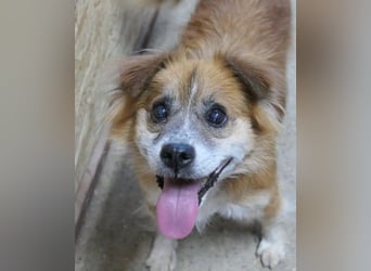 lieber, neugieriger Beppi sucht sein Zuhause