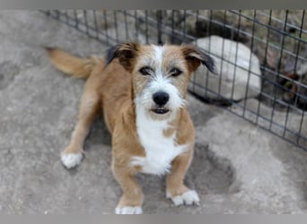 Unsichere Lizu wünscht sich erfahrene Menschen, die ihr ein Zuhause geben