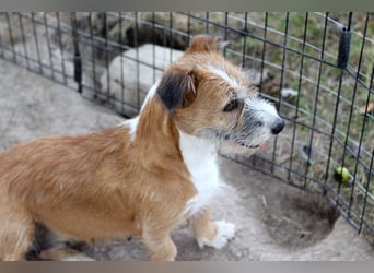 Unsichere Lizu wünscht sich erfahrene Menschen, die ihr ein Zuhause geben