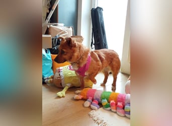 Süße Mango sucht ihr Zuhause