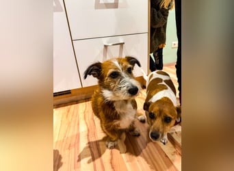 Unsichere Lizu wünscht sich erfahrene Menschen, die ihr ein Zuhause geben