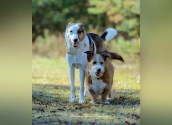 Unsichere Lizu wünscht sich erfahrene Menschen, die ihr ein Zuhause geben