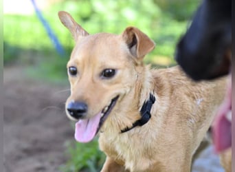 Pippo - ist reserviert