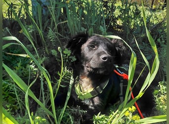 Dusty – Quirliger Welpe mit Herz sucht sein Zuhause